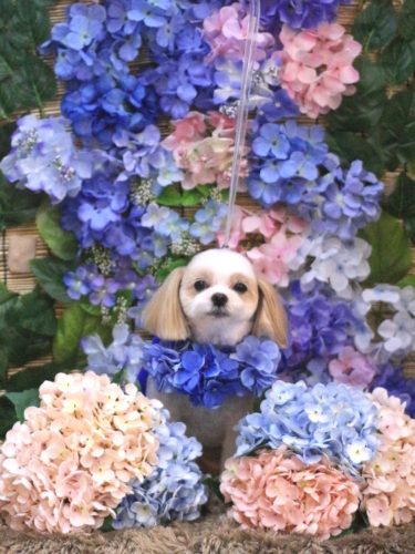 20250618みるくちゃん